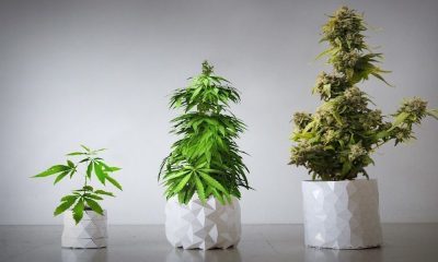 GROWTH Pot Grows With Your Cannabis Plant