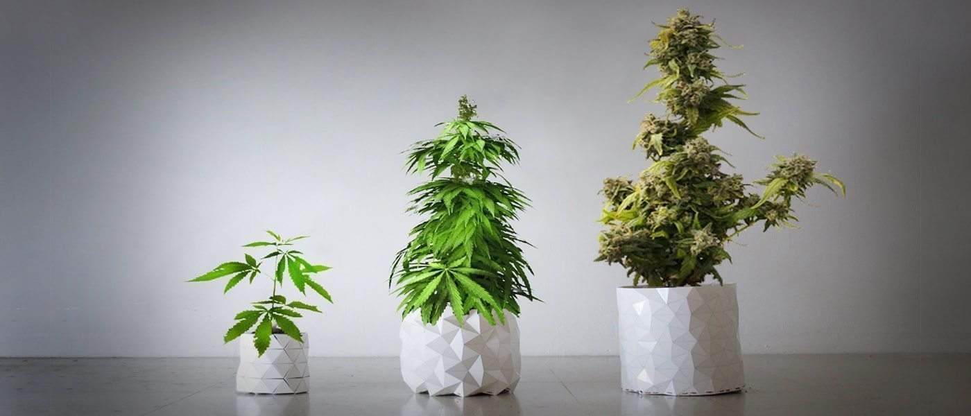 GROWTH Pot Grows With Your Cannabis Plant