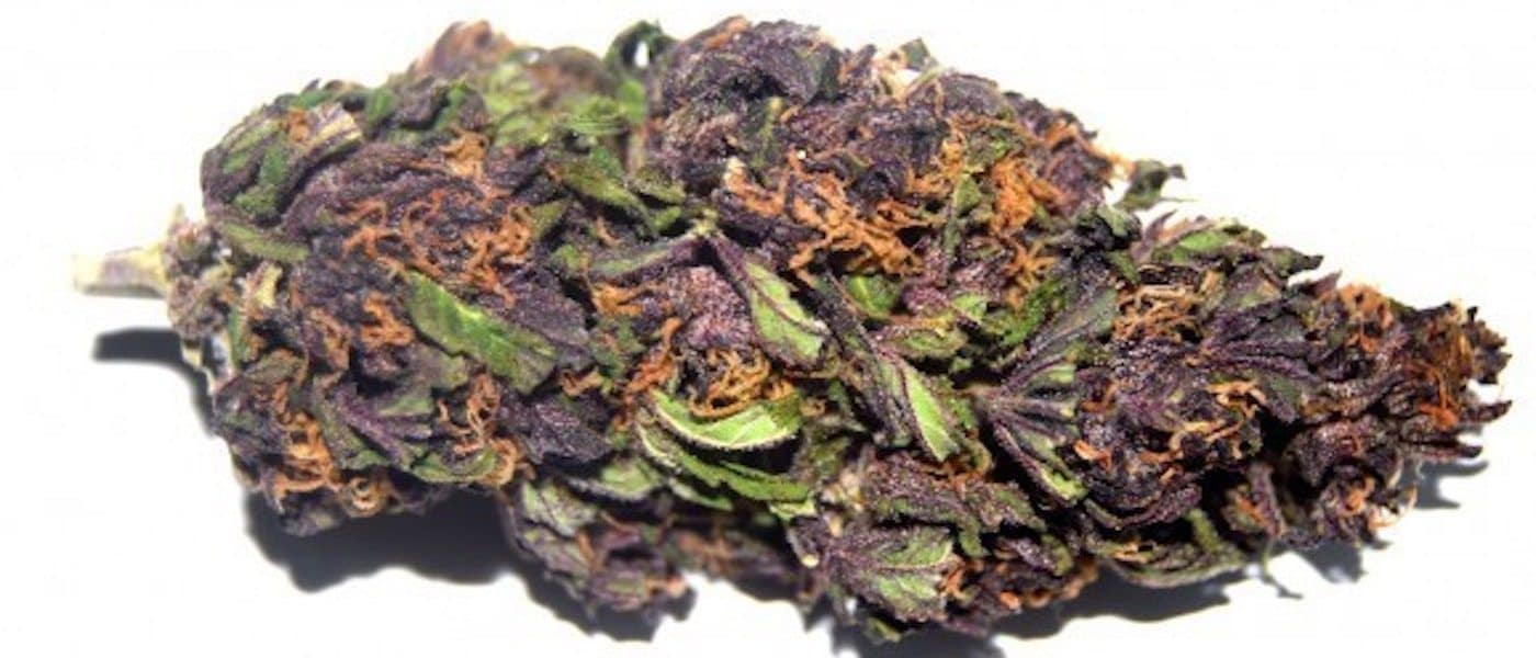 Purple Haze Strain Review And Information