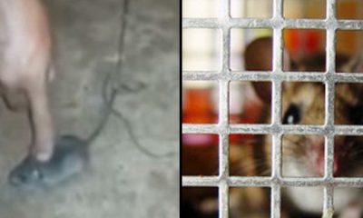 Somebody Trained This Mouse To Smuggle Drugs Inside A Prison