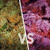 What's The Difference Between Kush And Chronic?