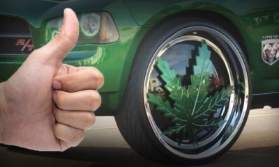 Medical Cannabis Reduces Number Of Deadly Car Crashes Involving Opioids