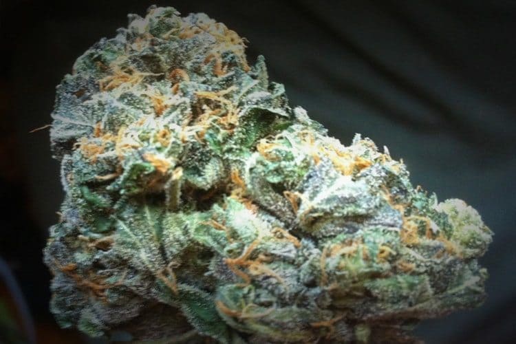 Blue Cheese Strain Review And Information