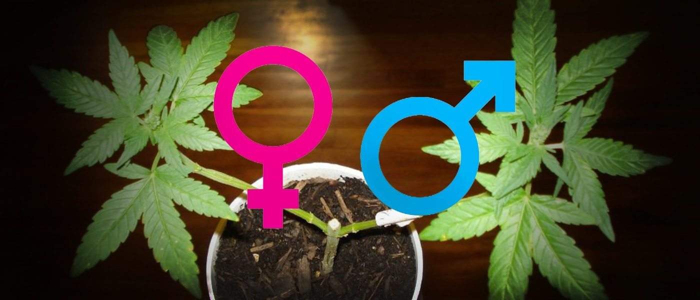 How To Tell If A Cannabis Plant Is Male Or Female