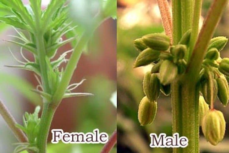 Male Female Pot Plants 54