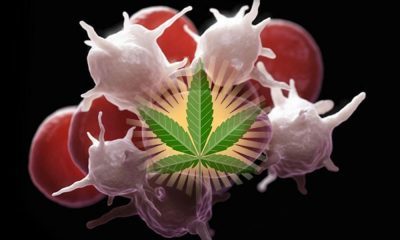 Cannabis Could Treat Thrombocytopenia (Low Platelet Count)