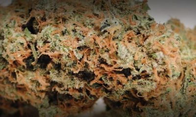 Chernobyl Strain Review And Information
