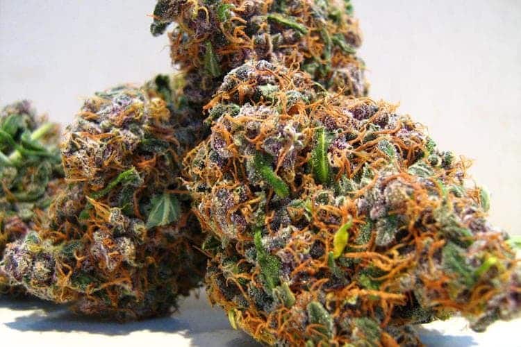 Fruity Pebbles Strain Review And Information