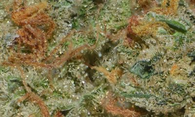 Super Silver Haze Strain Review And Information
