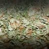 White Rhino Strain Review And Information