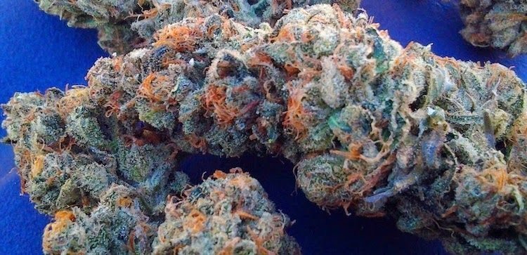 Best Strains To Smoke While Playing Video Games