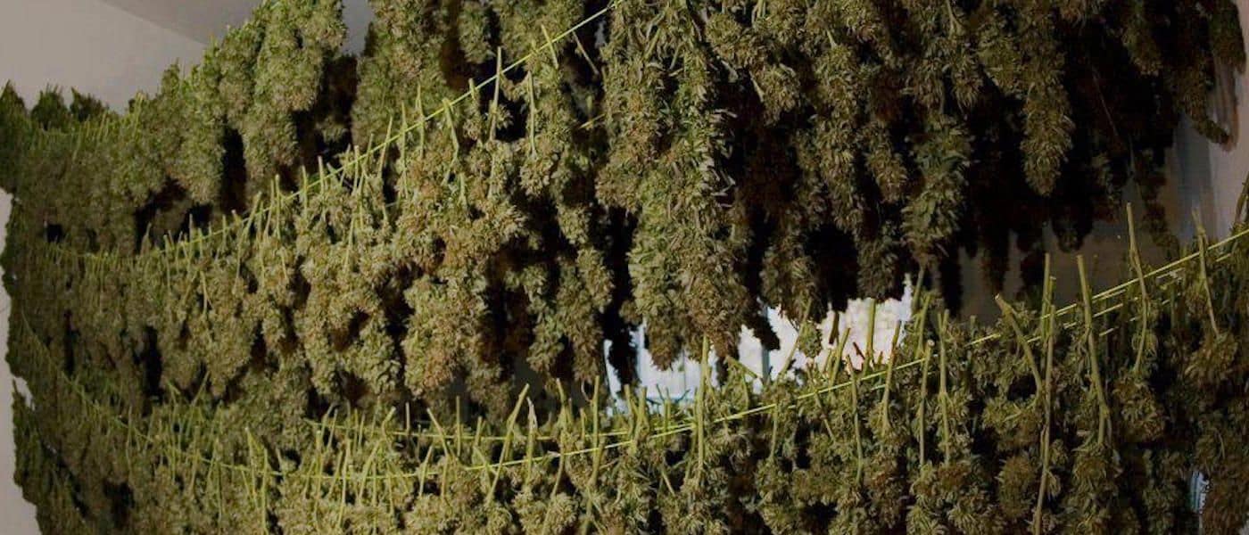 California Could Make Billions On Recreational Weed