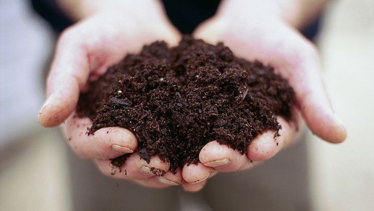 Cannabis Fertilizer: How To Make Your Own