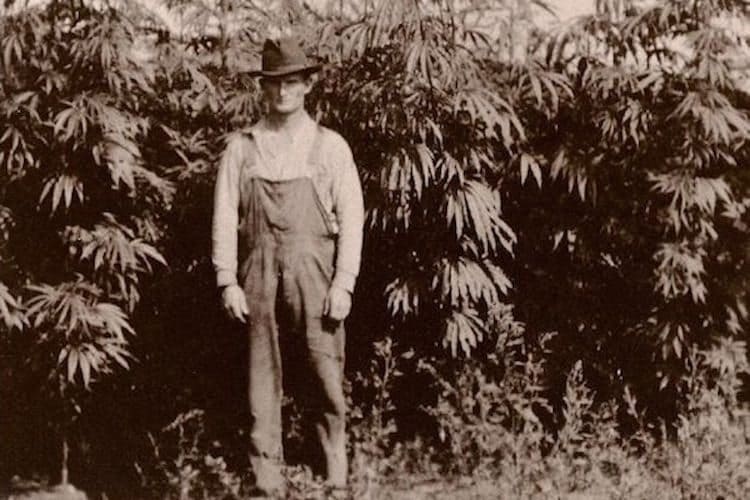Cannabis History: Where Did It Originally Come From?
