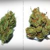 What is the Difference Between Indica and Sativa?