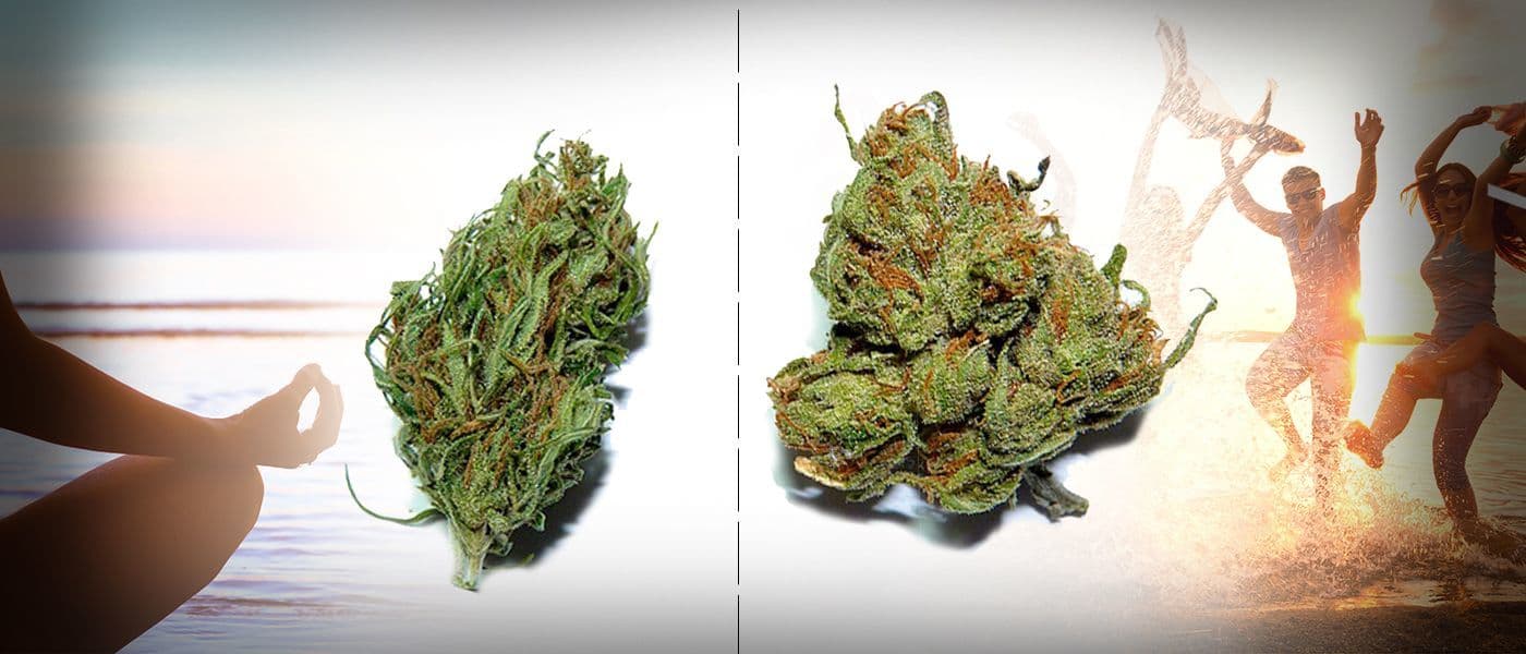 What is the Difference Between Indica and Sativa?