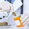 Where Can I Find a Medical Marijuana Doctor?