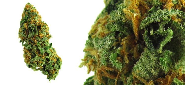 Green Ribbon Strain Review And Information