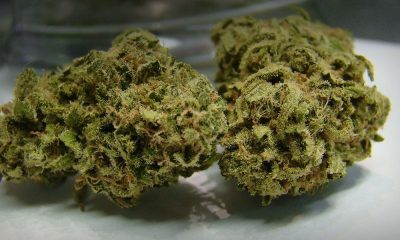 Green Ribbon Strain Review And Information