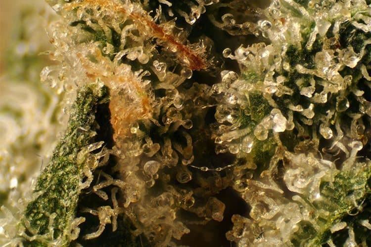 Headband Strain Review And Information