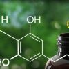 CBD: Everything You Need To Know About Cannabidiol