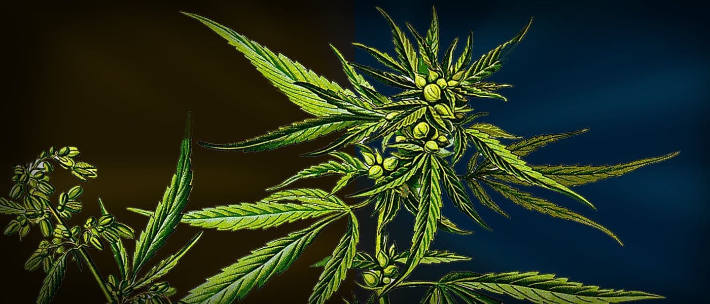 How Did Cannabis Become So Potent?