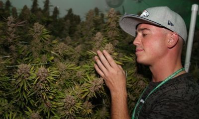 Here's What You Need To Know To Get A Job In The Cannabis Industry