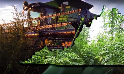 For The First Time In 70 Years Virginia Is Harvesting Hemp Again