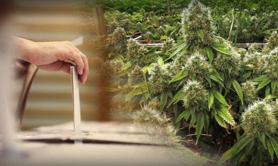 Maine Approves Marijuana Legalization