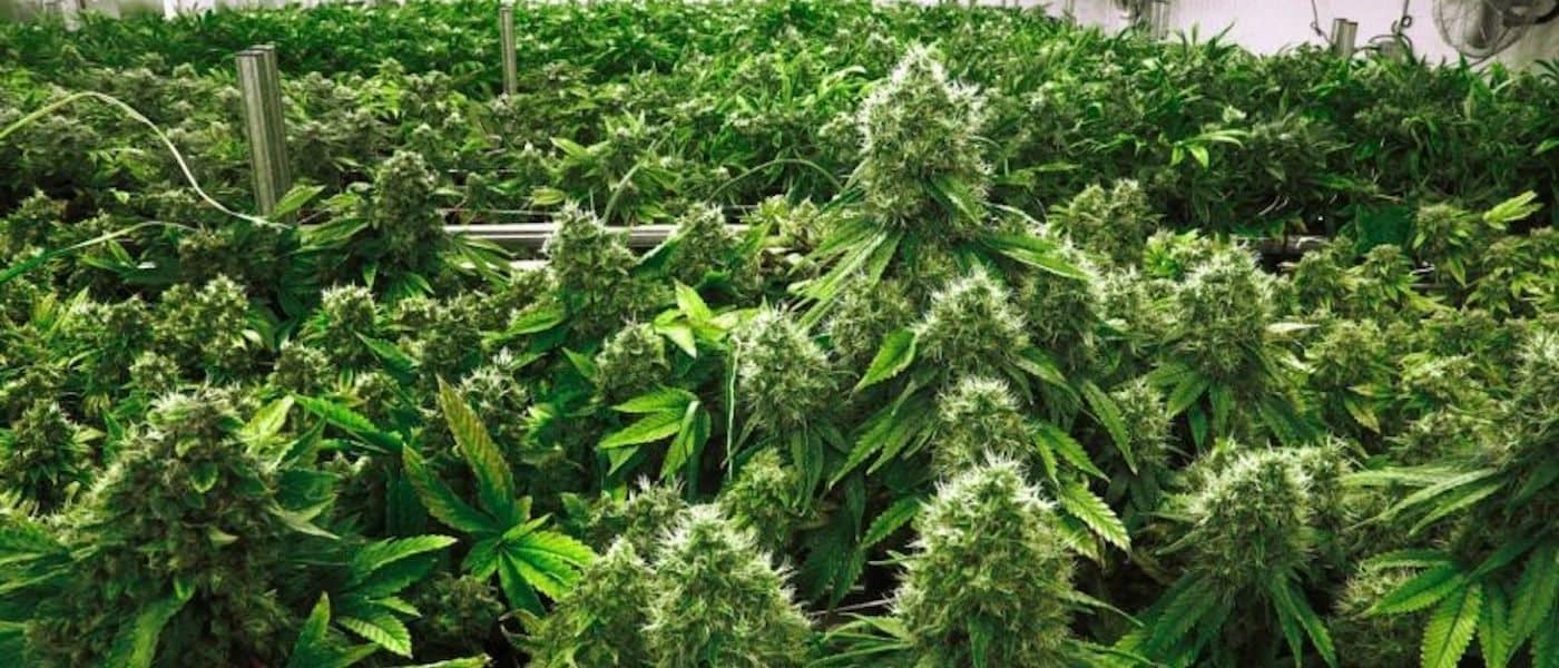 Montana Voters Approve New Medical Marijuana Measure