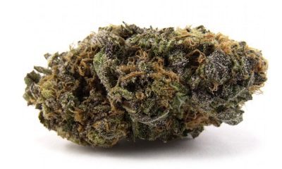 Purple Urkle Strain Review And Information