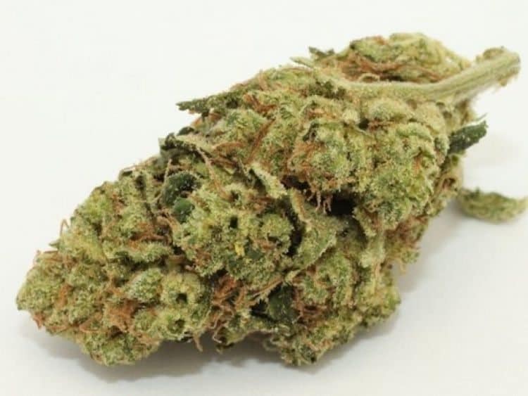 Snoop Dogg OG Strain Review And Information