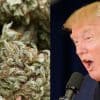 Here's What A Trump Presidency Means For Cannabis Laws