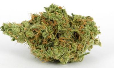 Wonder Woman Strain Review And Information
