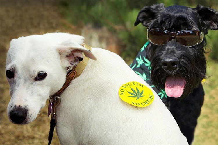 New Cannabis Pet Products Can Teach New Tricks To Old Dogs