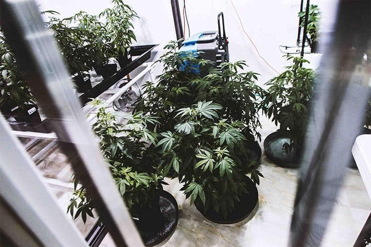 Ireland Just Legalized Medical Cannabis Because Of These Ultra-Secret Growers