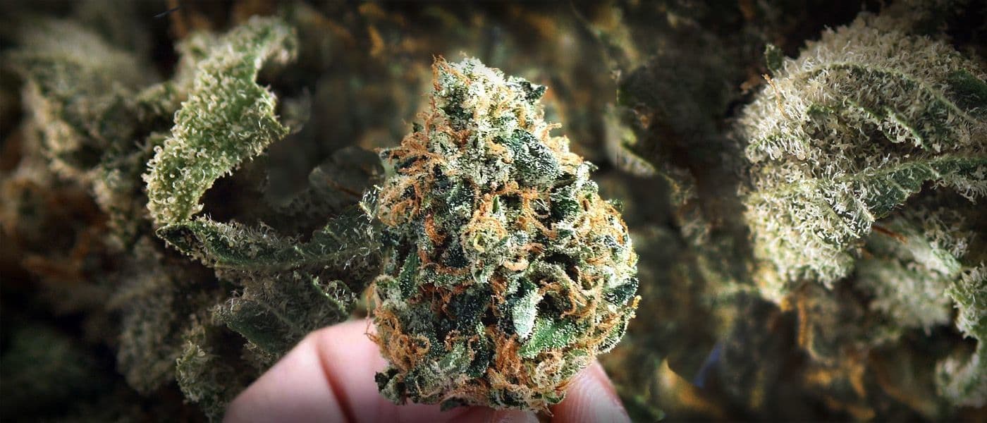 Tangerine Dream Strain Review And Information