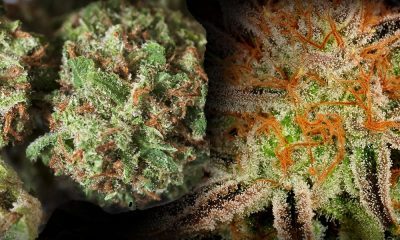Strawberry Cough Strain Review And Information