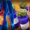 Cannabis Is Curing Stomach And Bowel Diseases Considered Uncurable By Mainstream Medicine