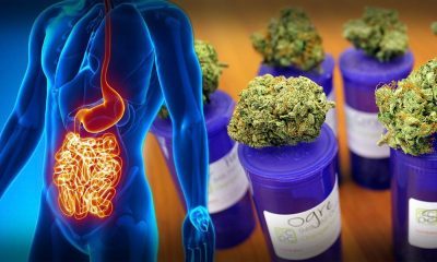 Cannabis Is Curing Stomach And Bowel Diseases Considered Uncurable By Mainstream Medicine