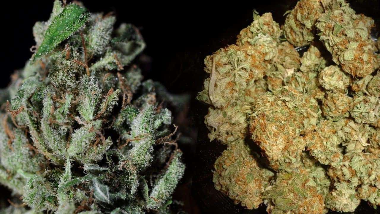 20 Rarest Weed Strains On The Planet