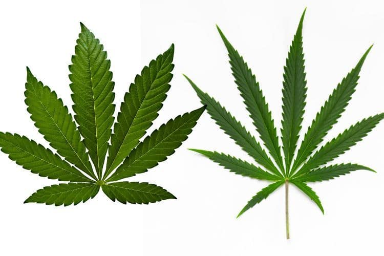 Indica Vs. Sativa: The Ultimate Guide To Cannabis Types