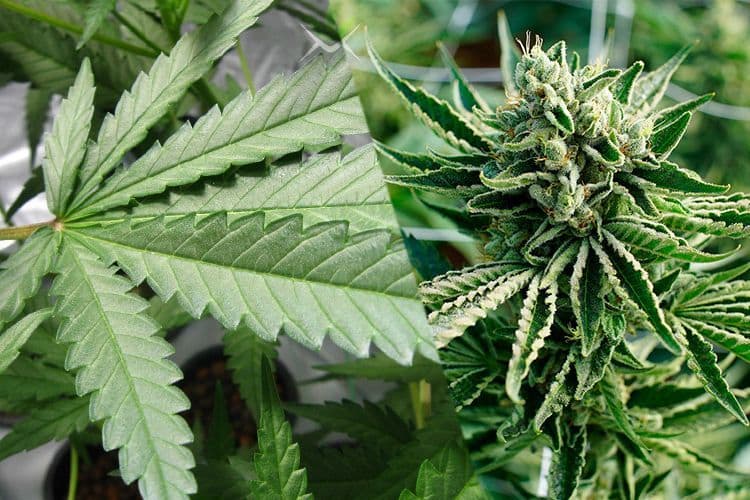 Indica Vs. Sativa: The Ultimate Guide To Cannabis Types