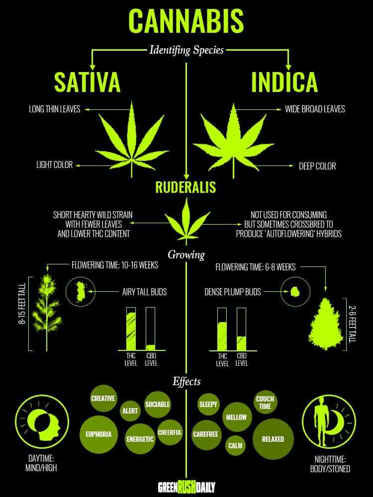 Indica Vs. Sativa: The Ultimate Guide To Cannabis Types Infograpic