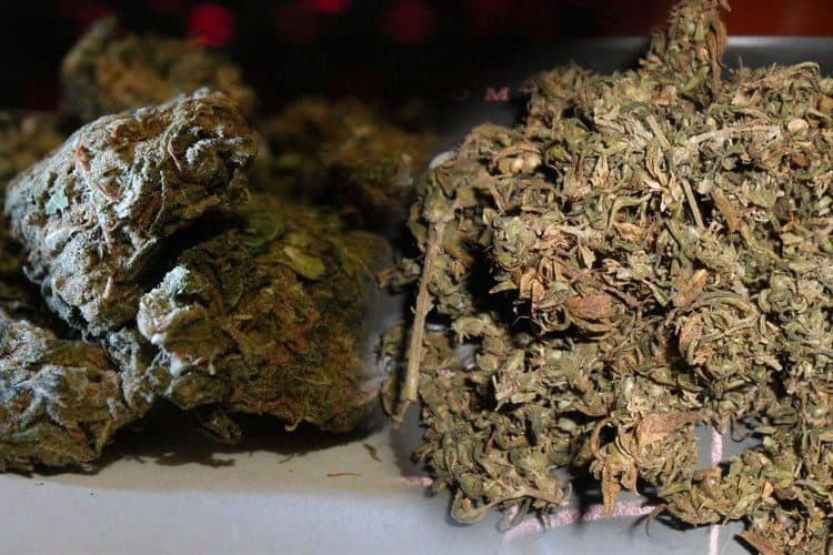 Has My Weed Gone Bad? 13 Signs Your Stash Is Trash