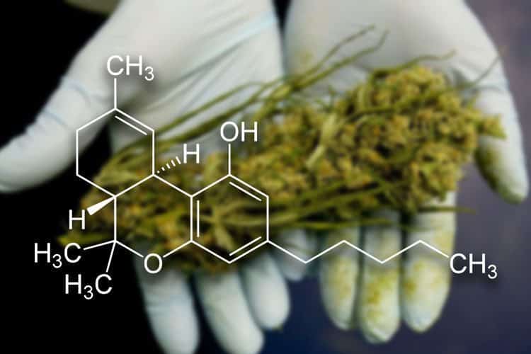 The 6 Most Important Cannabinoids And Why They're Good For You
