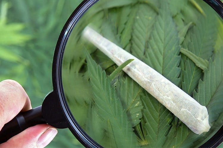 Health Benefits Of Weed: Bombshell Report Reveals What Cannabis Actually Does To Your Body