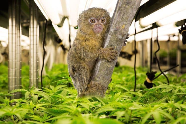 These Cannabis Growers Kept A Pet Monkey In Their Illegal Grow House