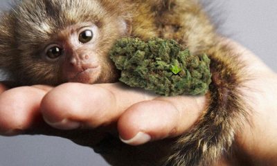 These Cannabis Growers Kept A Pet Monkey In Their Illegal Grow House