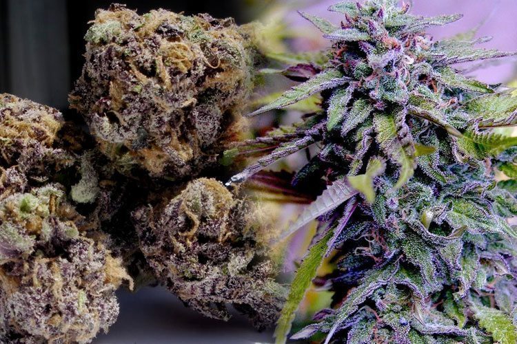Say Goodbye To Insomnia With These Perfect Nighttime Strains